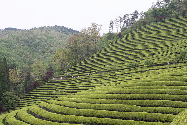 Champs de thé à Boseong