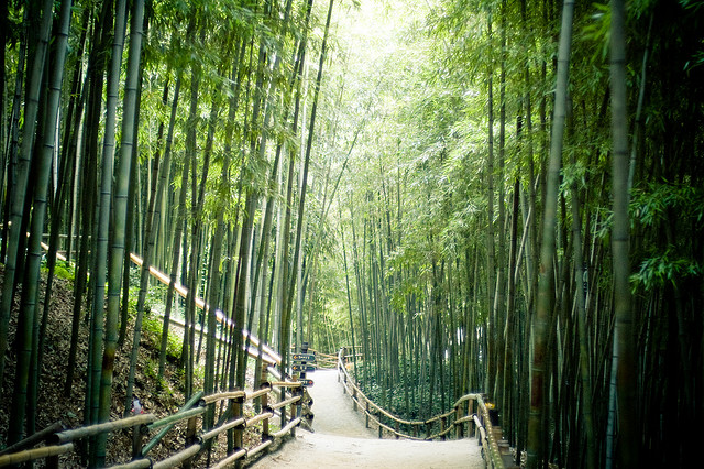 Bambou à Damyang