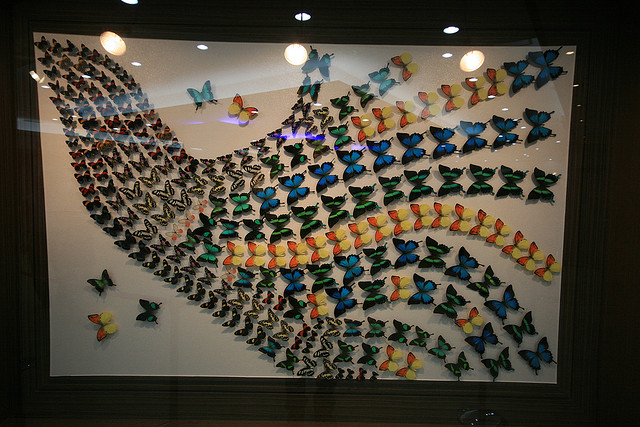 Exposition de papillons pendant le festival des papillons Hampyeong