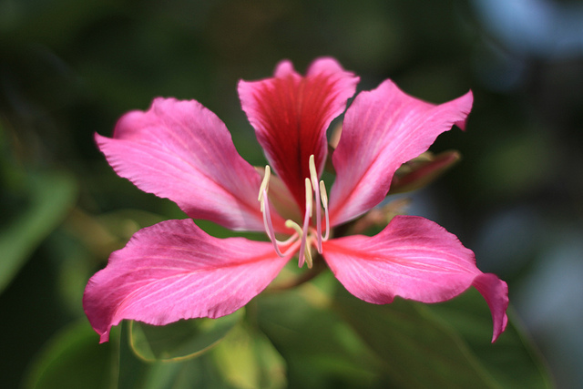 Fleur Bauhinia