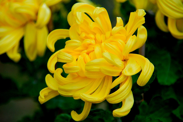 Les chrysanthèmes sont en fleur pendant la période de la Fête du Double Neuf