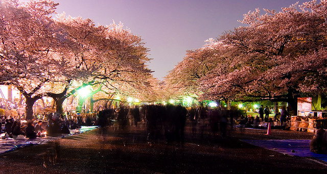 Parc Ueno tout en fleurs