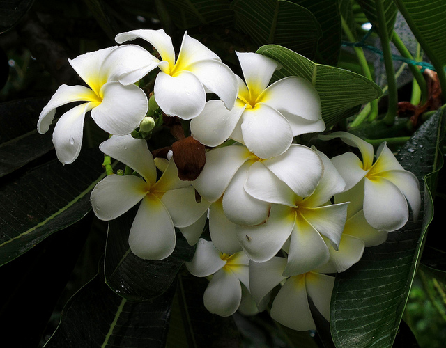 Fleur de frangipanier, Dork Champa