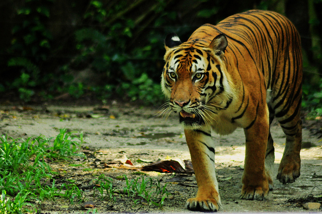 Tigre malais