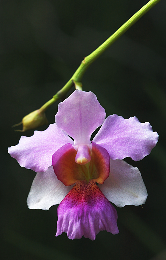 Orchidée Miss Vanda Joaquim