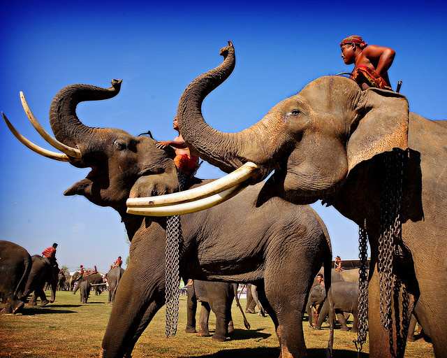 Spectacle d'éléphants