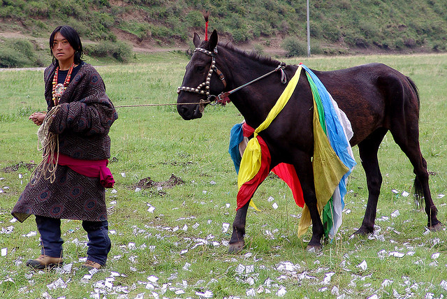 Cheval au Tibet
